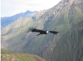 Condor en la Cruz del Condor en el Cañon del Qolca