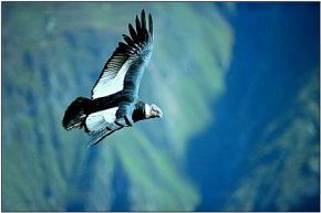 Condor en el Cañon del Colca