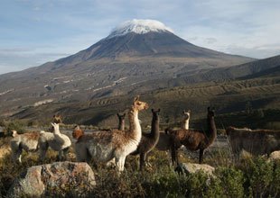 Vicuñas en las pampas de Arequipa