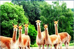 Reserva de Vicuñas Arequipa