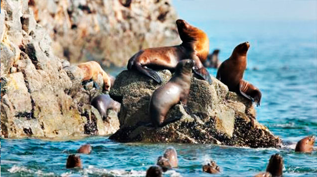 paracas