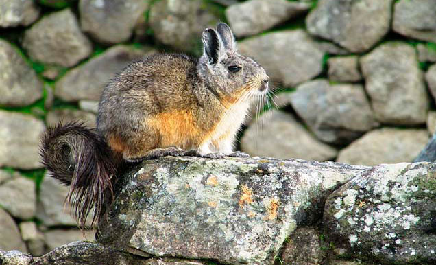 chinchilla-machu-picchu