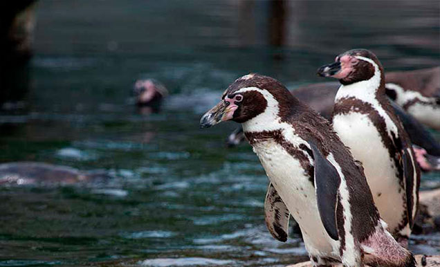 pinguino
