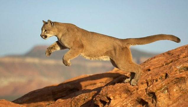 puma-andino