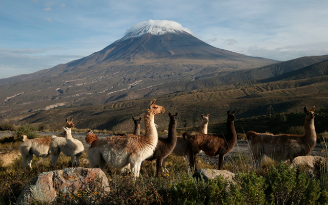 Visita Arequipa y conoce de cerca su gran Reserva Natural de Vicuñas