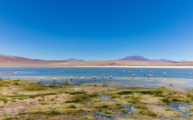  Laguna Cañapa un inolvidable lugar a conocer en tu visita a Bolivia