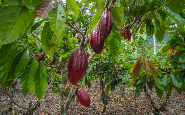  El Cacao peruano 