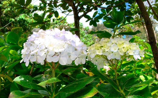  Walk through Cajamarca and discover its colorful Garden of Hydrangeas