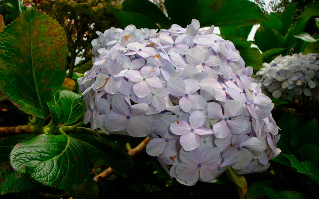 Recorre Cajamarca y descubre su colorido Jardín de Hortensias