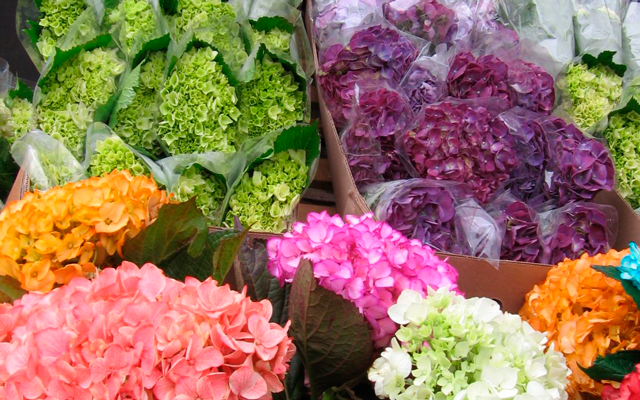 Recorre Cajamarca y descubre su colorido Jardín de Hortensias