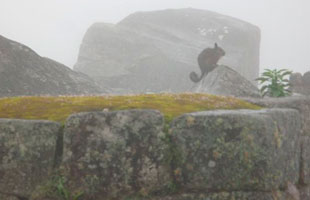 fauna de Machupicchu