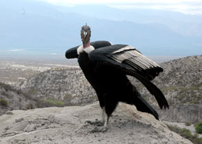 condor andino (vultur gryphus)