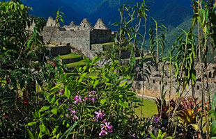 flora de machupicchu