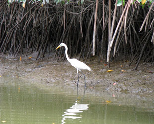 Garza de Tumbes