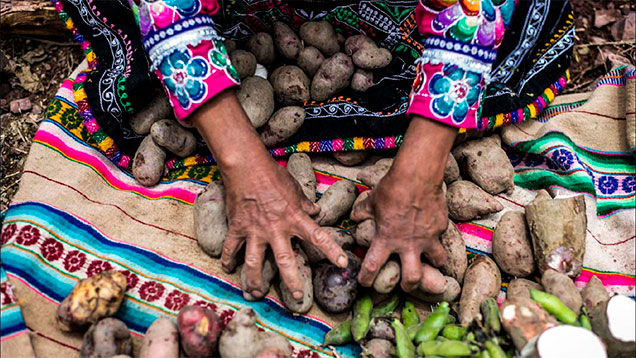 insumos-organicos-peru
