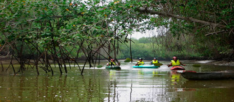 Los Manglares de Tumbes