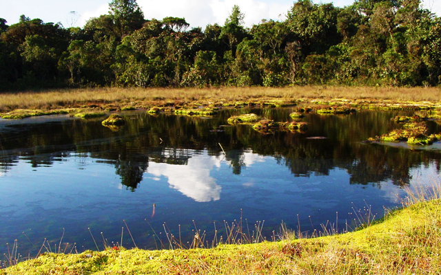  El bosque de Sho’llet o Scho’llet, un paraíso en la selva de Oxapampa