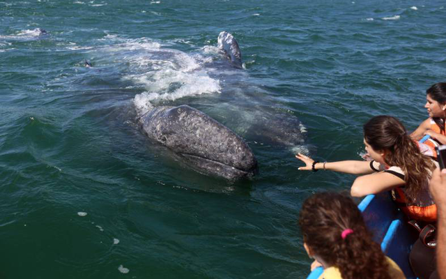 Ya comenzó el avistamiento de ballenas en Máncora