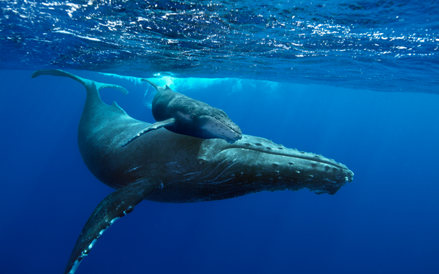 Ya comenzó el avistamiento de ballenas en Máncora