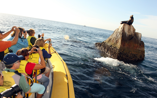 Ya comenzó el avistamiento de ballenas en Máncora