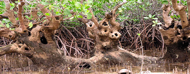 Santuario Nacional de Tumbes