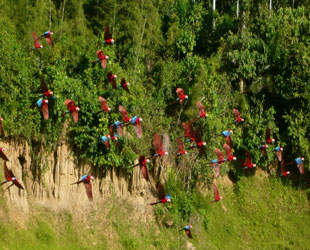 Vista de Guacamayos