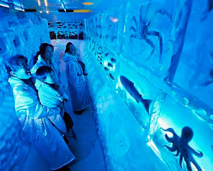 Acuario de Hielo Japon