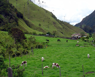 El valle de Quindío 