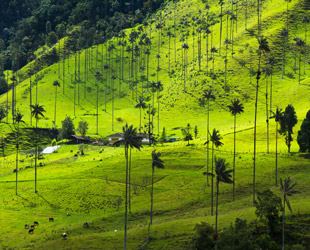 El valle de Quindío 