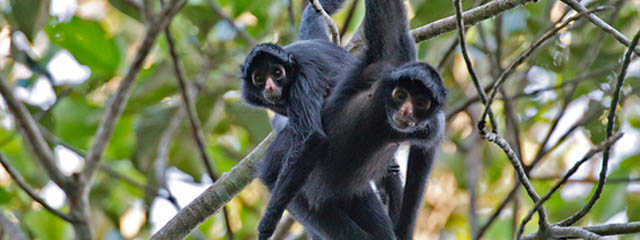 Islas Monkey Puerto Maldonado