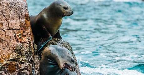 Islas Ballestas y Reserva de Paracas