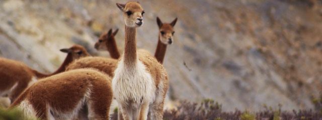 reserva de Vicuñas