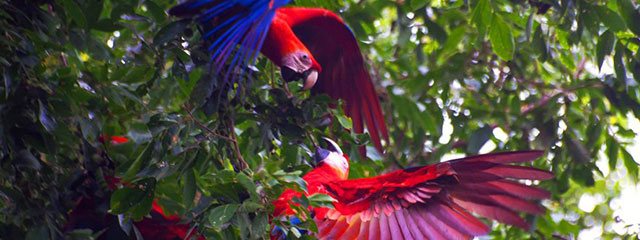 Fauna de la Selva Peruana