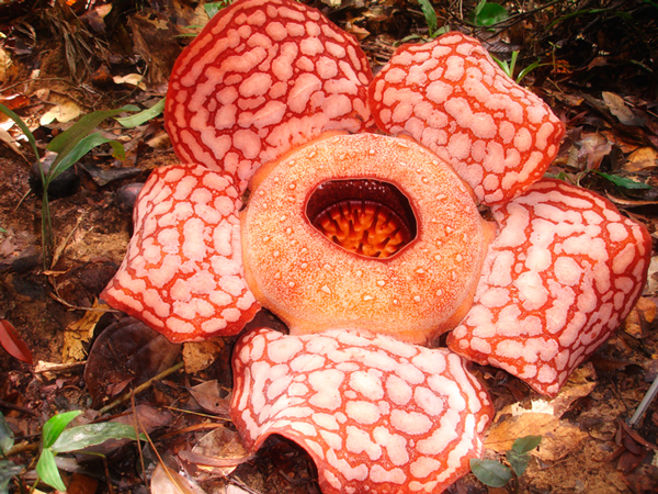 La segunda Flor más grande del Mundo | Tours a Machu Picchu Perú 2021